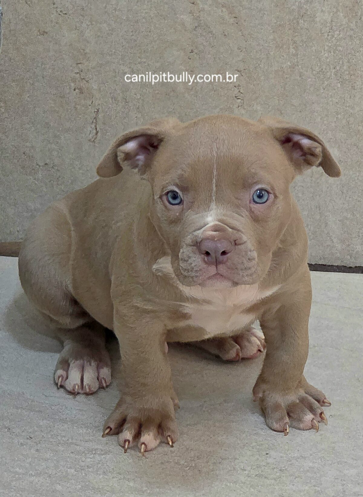 Pit Monster Macho Lilac