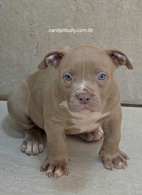 Pit Monster Macho Lilac