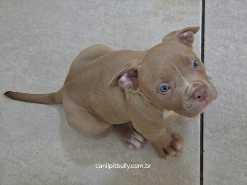 Pit Monster Macho Lilac