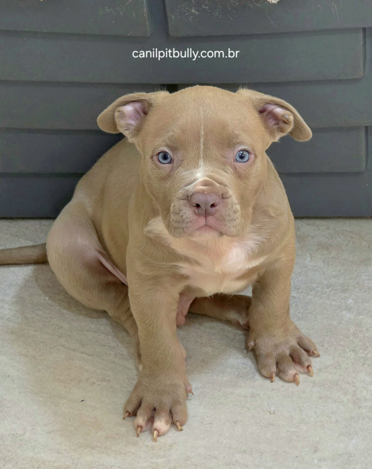 Pit Monster Macho Lilac