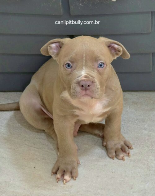 Pit Monster Macho Lilac