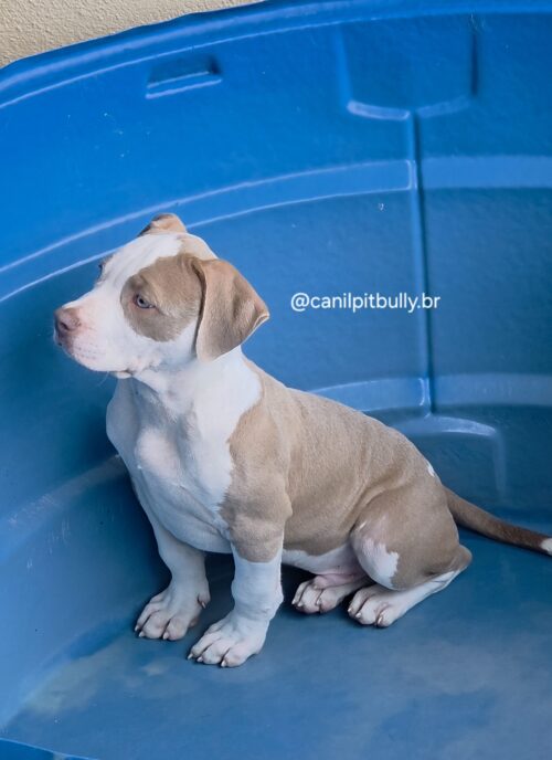 Pit Monster Macho Lilac