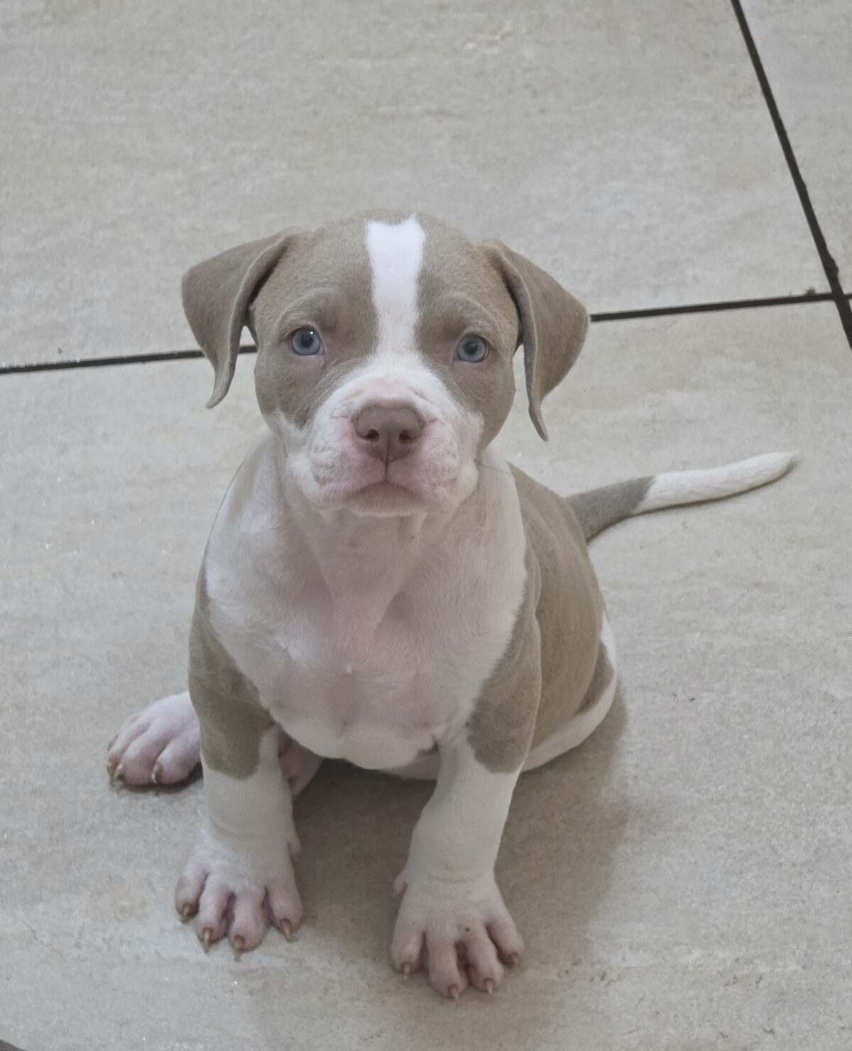 Pit Monster Macho Lilac Pit Monster Macho Lilac