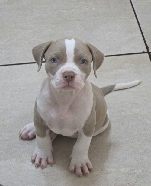 Pit Monster Macho Lilac Pit Monster Macho Lilac