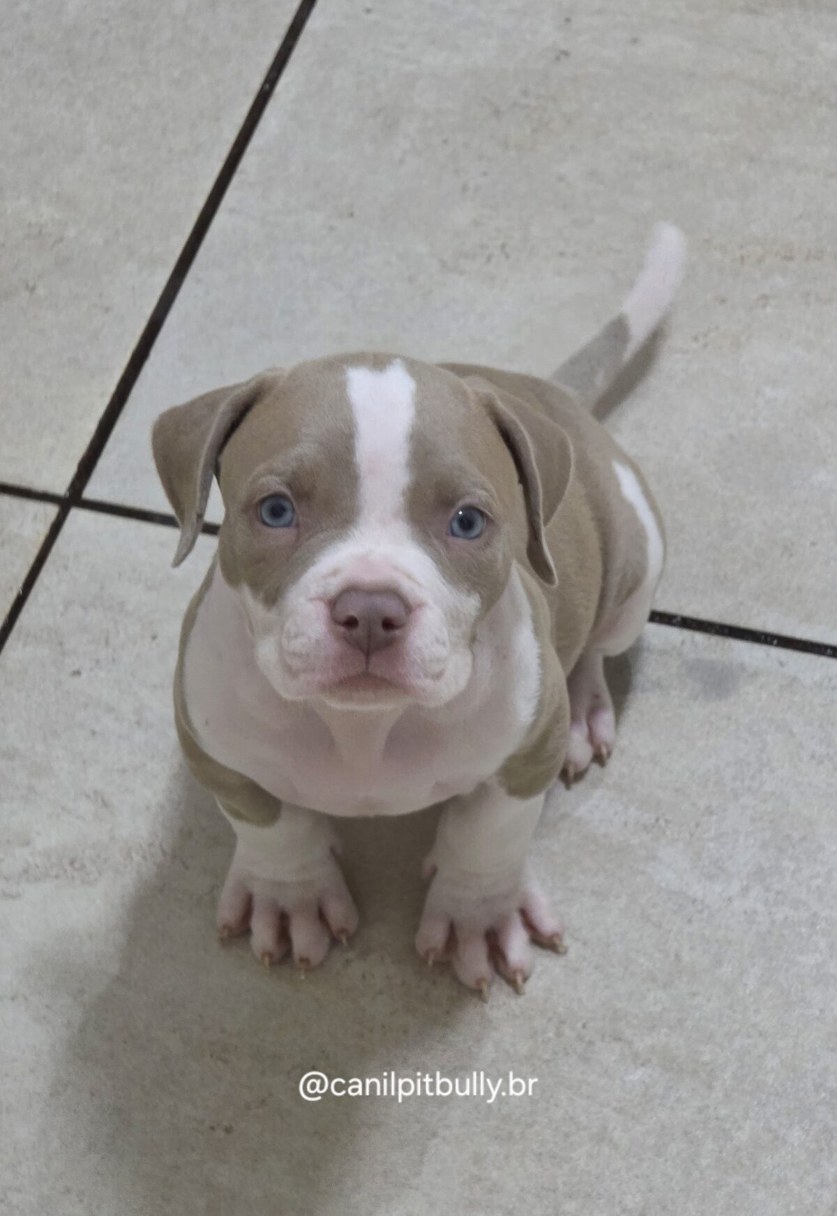 Pit Monster Macho Lilac Pit Monster Macho Lilac