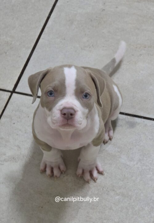 Pit Monster Macho Lilac Pit Monster Macho Lilac