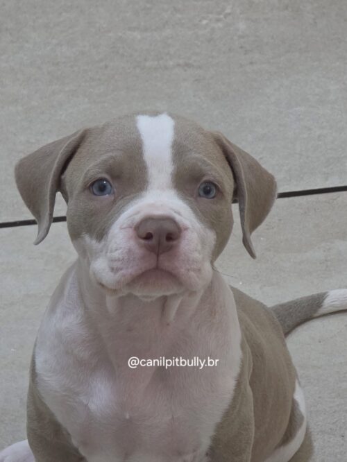 Pit Monster Macho Lilac Pit Monster Macho Lilac