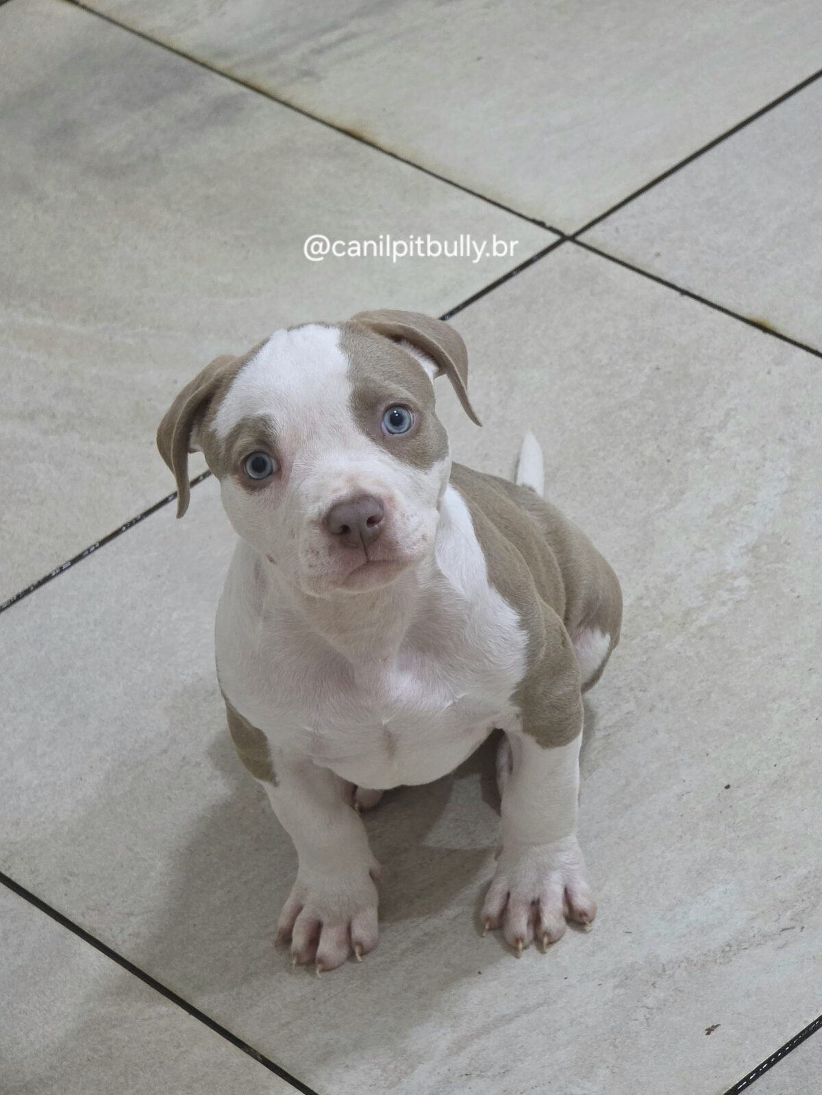 Pit Monster Macho Lilac Pit Monster Macho Lilac