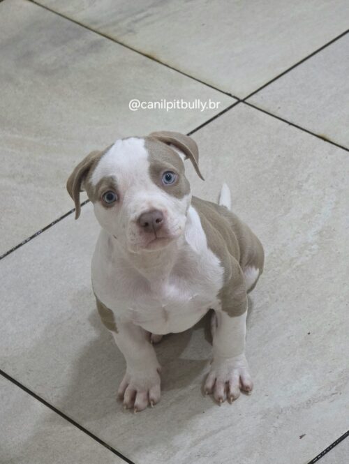 Pit Monster Macho Lilac Pit Monster Macho Lilac