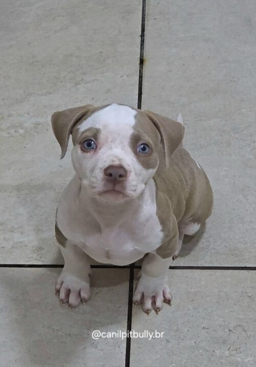 Pit Monster Macho Lilac Pit Monster Macho Lilac
