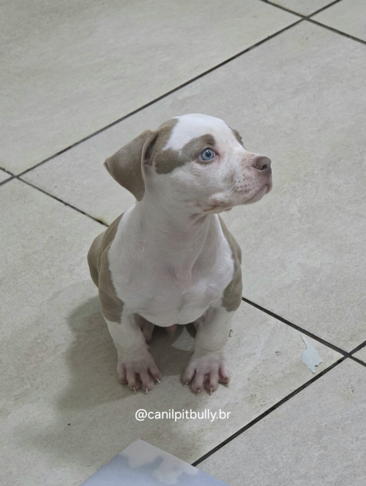 Pit Monster Macho Lilac Pit Monster Macho Lilac
