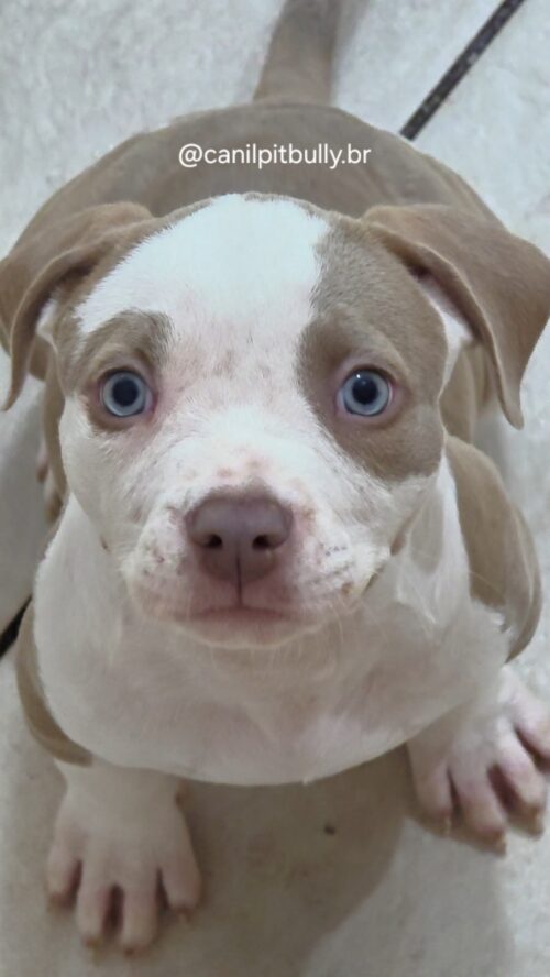 Pit Monster Macho Lilac Pit Monster Macho Lilac