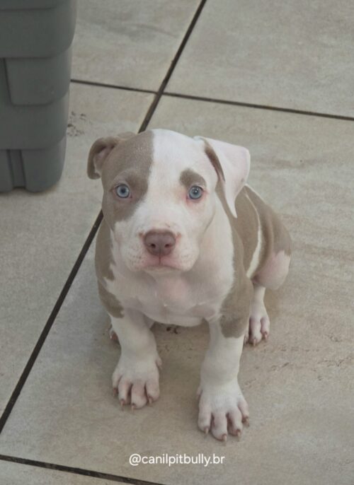 Pit Monster Macho Pirata