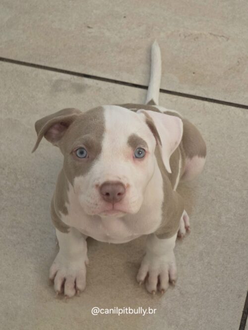 Pit Monster Macho Pirata