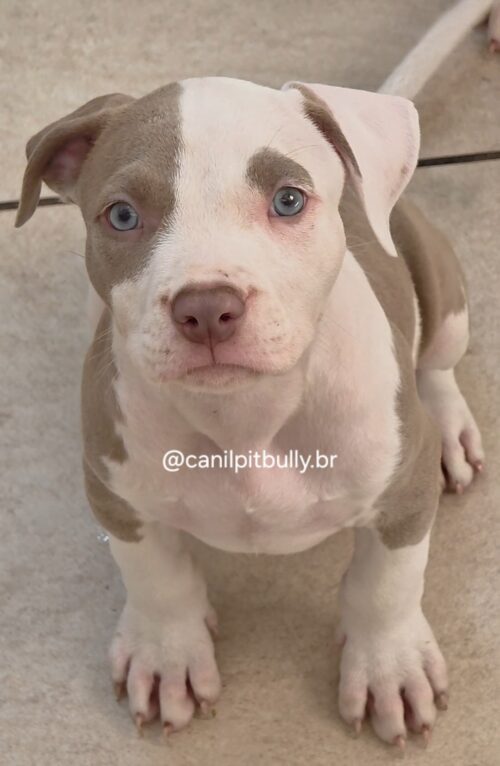 Pit Monster Macho Pirata