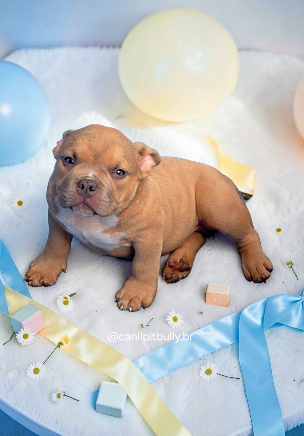 Filhote de American Bully Macho caramelo
