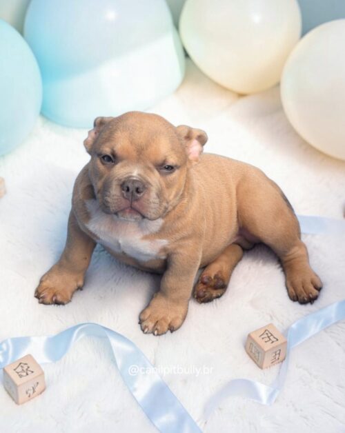 Filhote de American Bully Macho caramelo