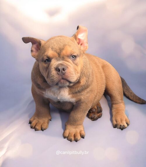 Filhote de American Bully Macho choco sable