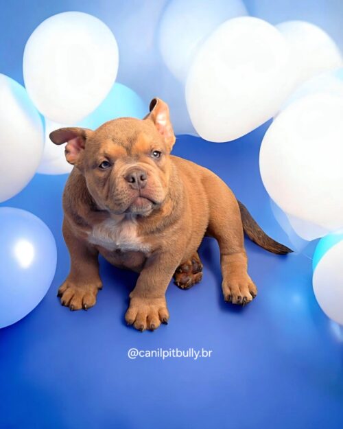 Filhote de American Bully Macho choco sable