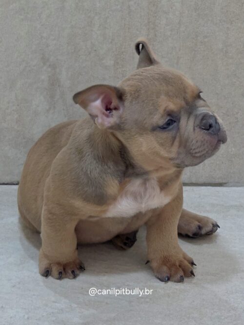 Filhote de American Bully Macho choco sable