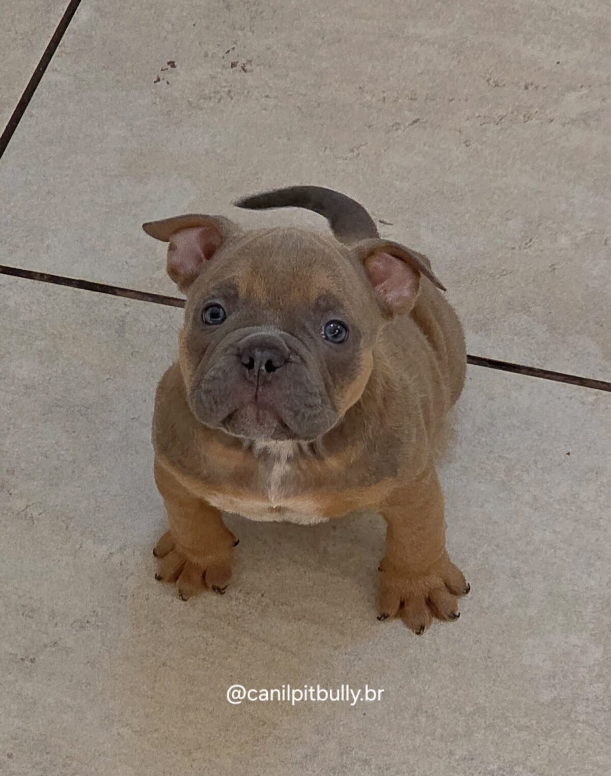 Filhote de American Bully fêmea choco sable