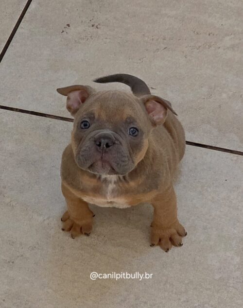 Filhote de American Bully fêmea choco sable