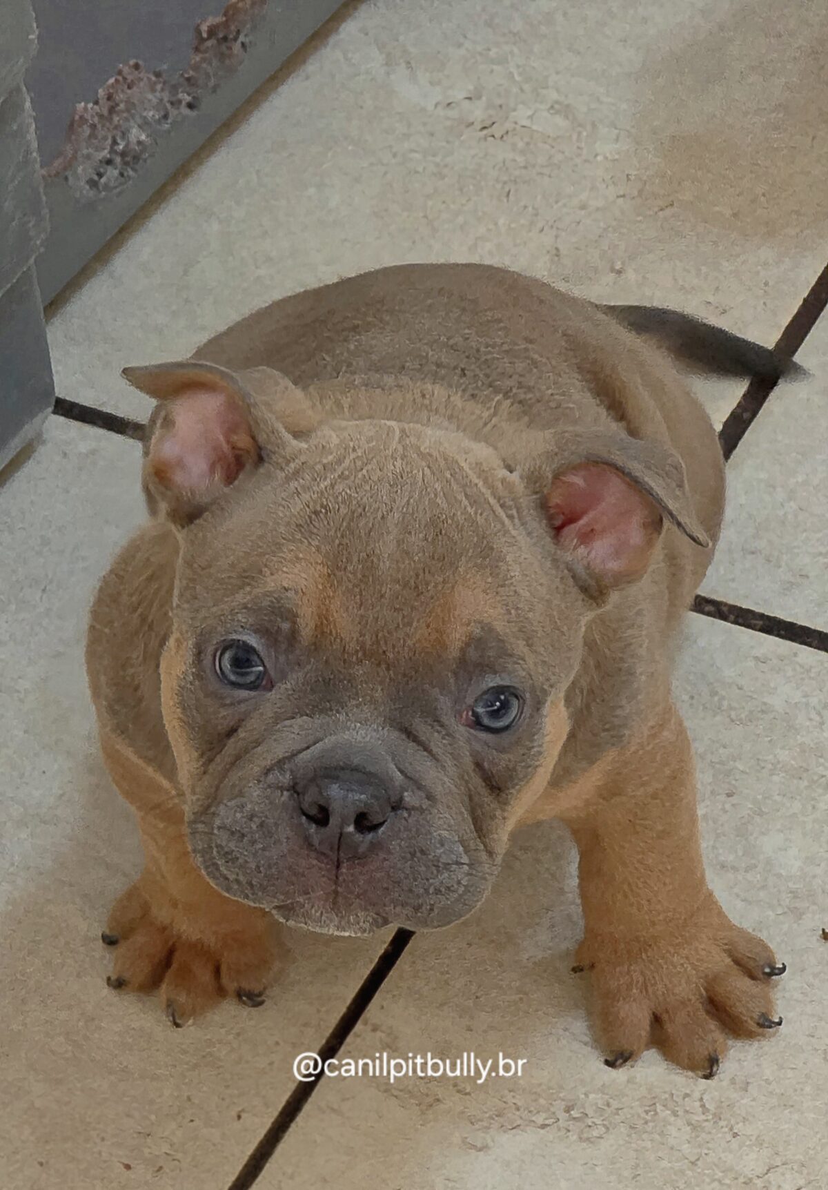 Filhote de American Bully fêmea choco sable