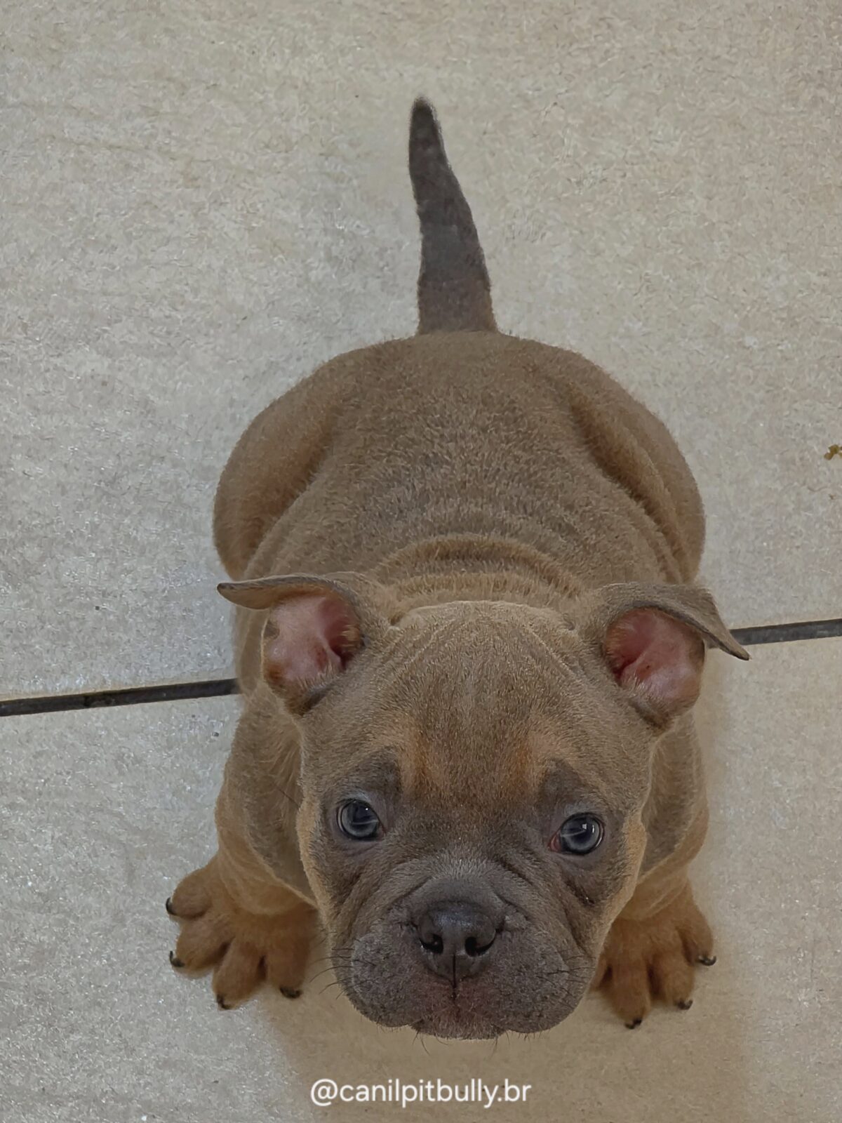 Filhote de American Bully fêmea choco sable