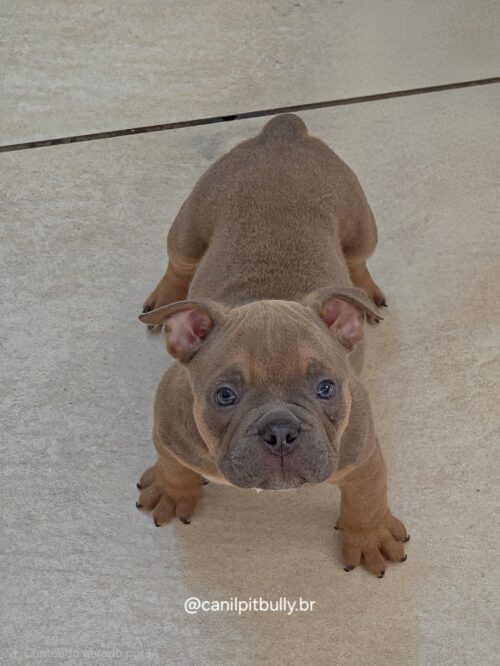 Filhote de American Bully fêmea choco sable