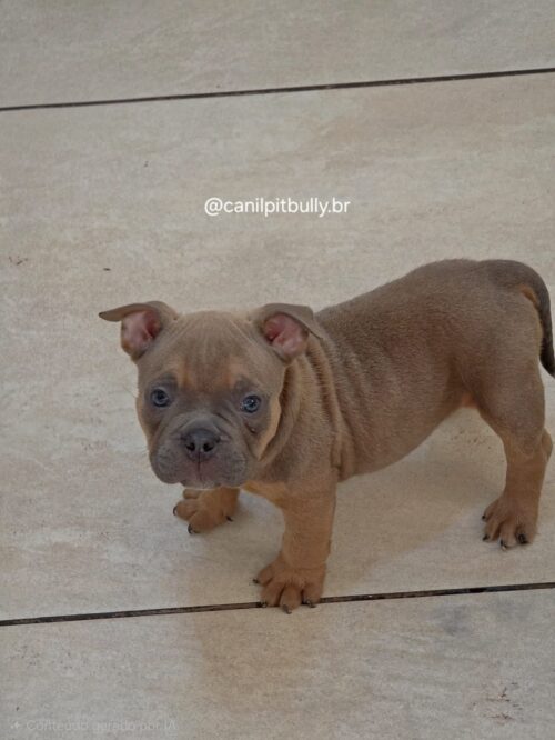 Filhote de American Bully fêmea choco sable