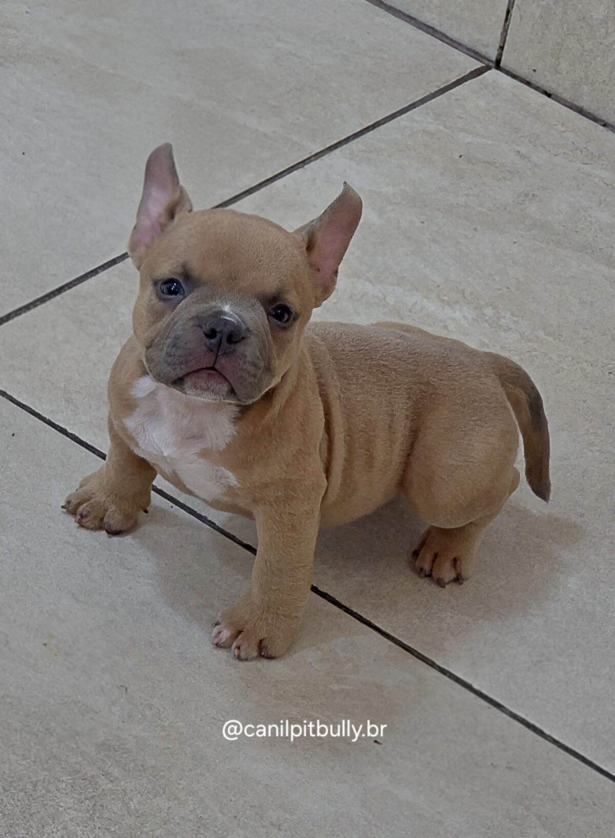 Filhote de American Bully Macho caramelo