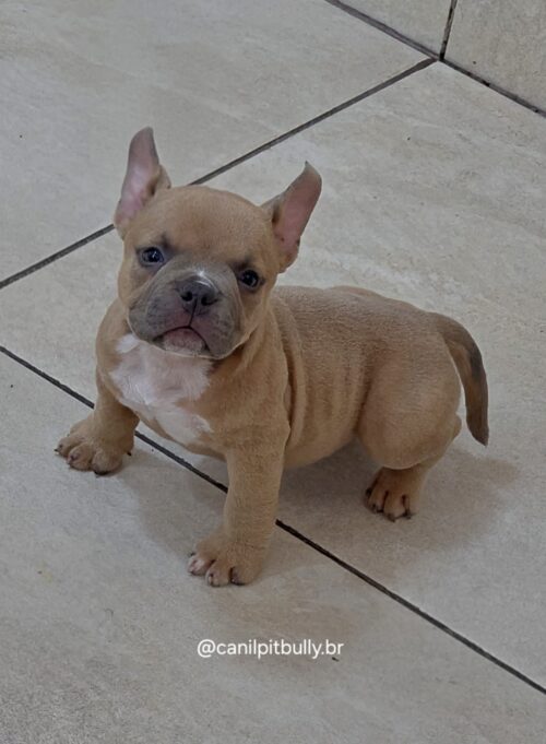 Filhote de American Bully Macho caramelo