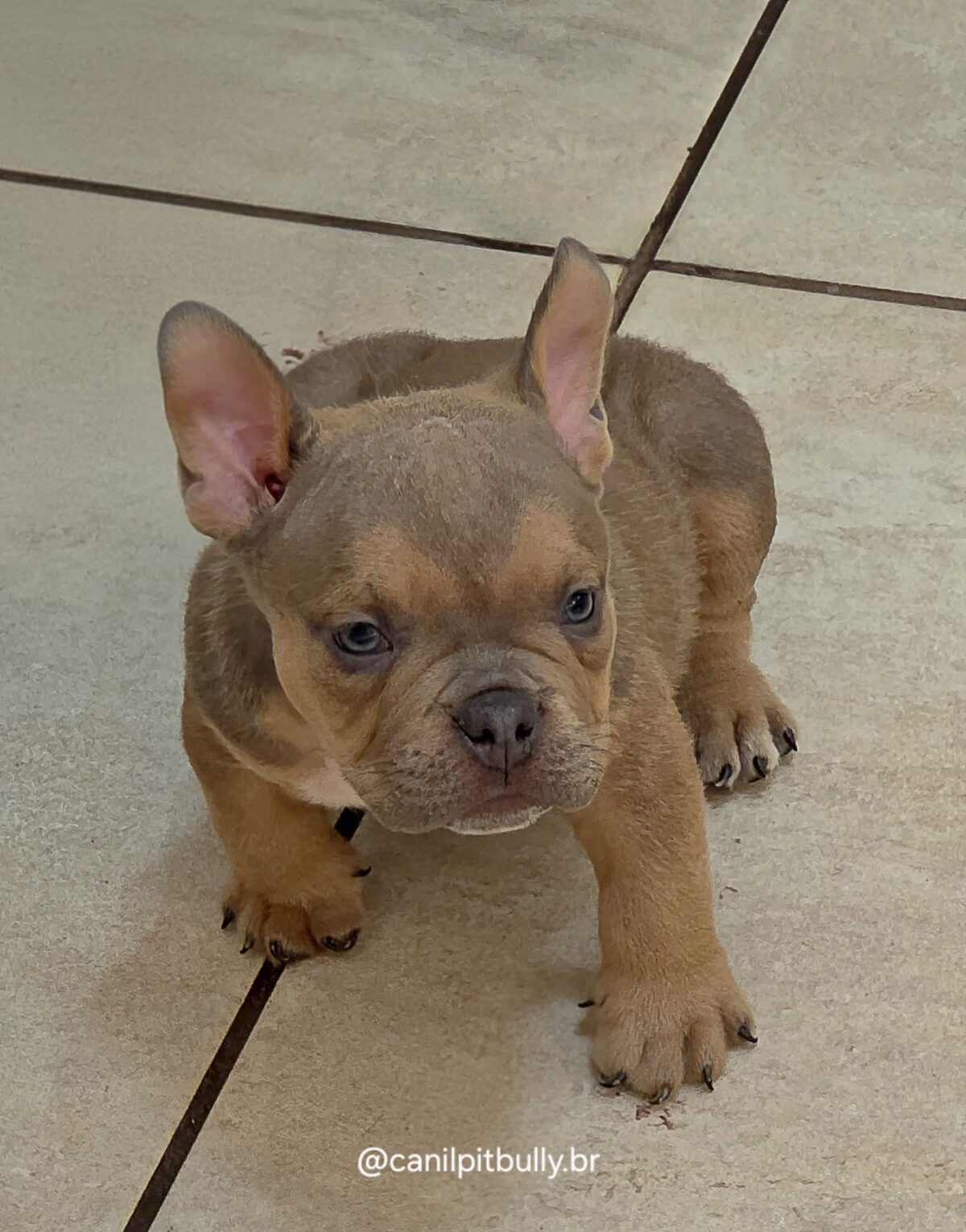 Filhote de American Bully Macho choco sable