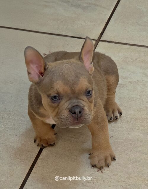 Filhote de American Bully Macho choco sable