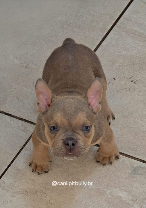 Filhote de American Bully Macho choco sable