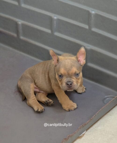 Filhote de American Bully Macho choco sable