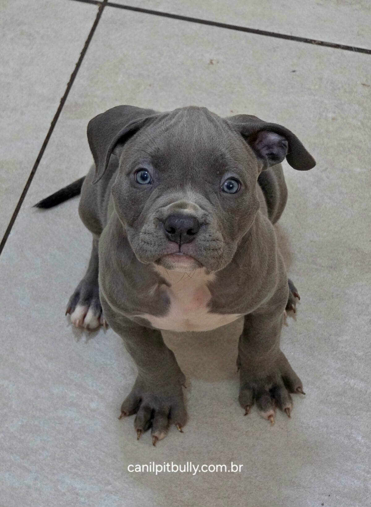 Pit Monster Macho cinza Bluenose