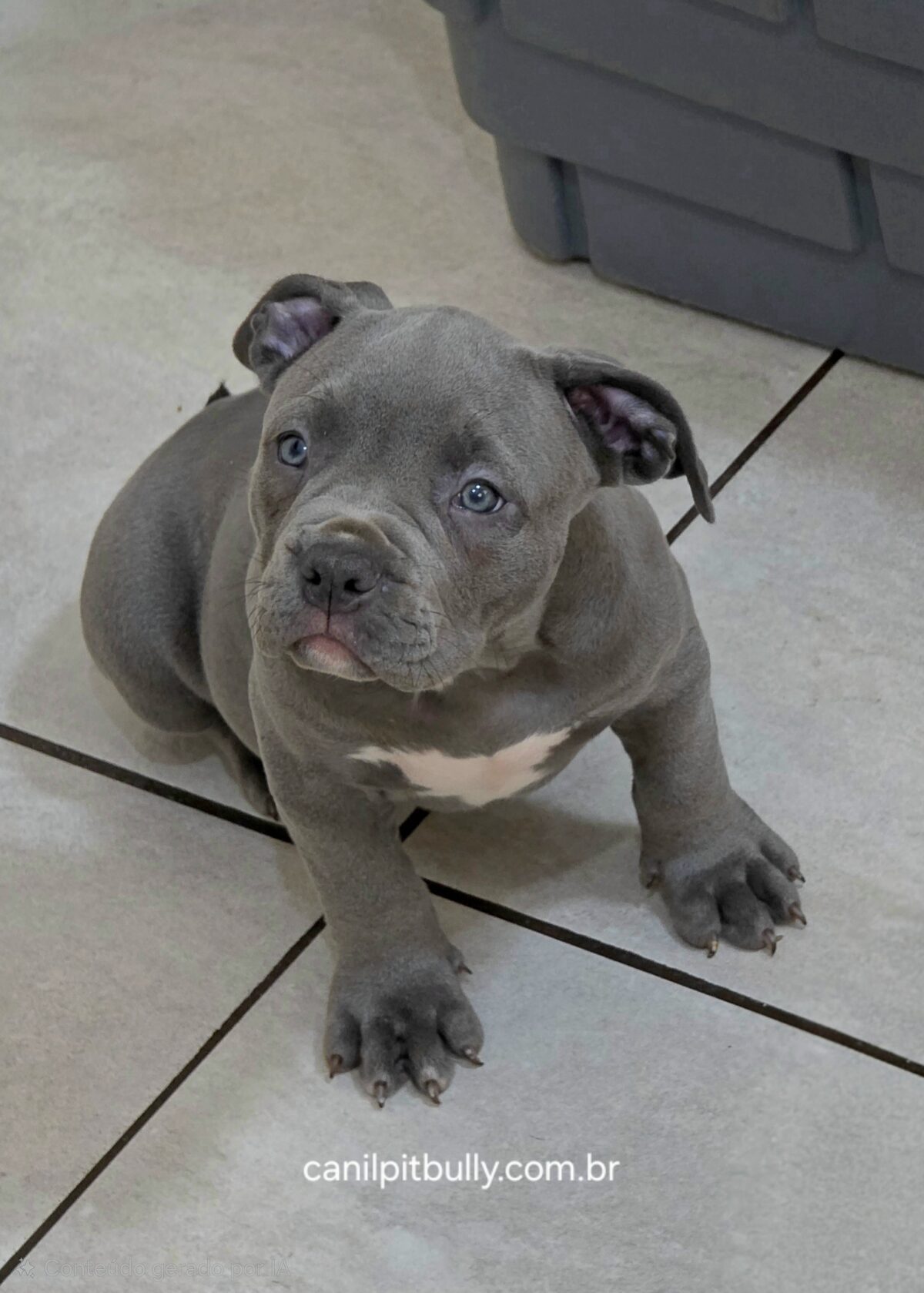 Pit Monster Macho cinza Bluenose