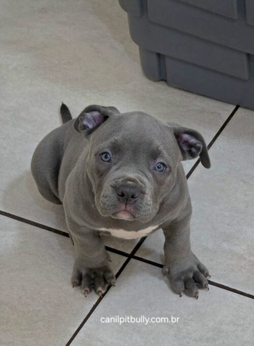 Pit Monster Macho cinza Bluenose
