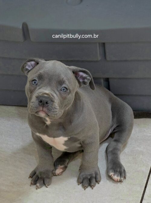 Pit Monster Macho cinza Bluenose