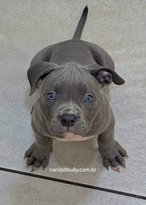 Pit Monster Macho cinza Bluenose