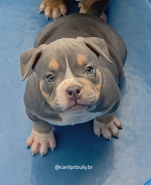 American Bully Fêmea Tri-blue