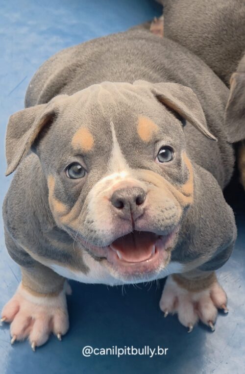 American Bully Fêmea Tri-blue