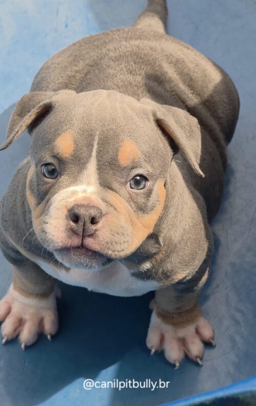 American Bully Fêmea Tri-blue