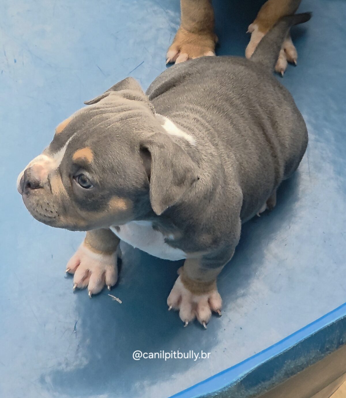 American Bully Fêmea Tri-blue
