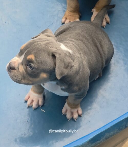 American Bully Fêmea Tri-blue