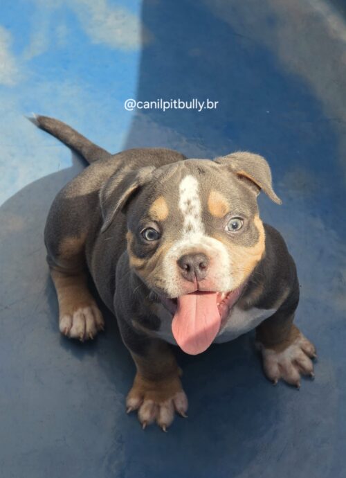 American Bully Macho Tri-blue