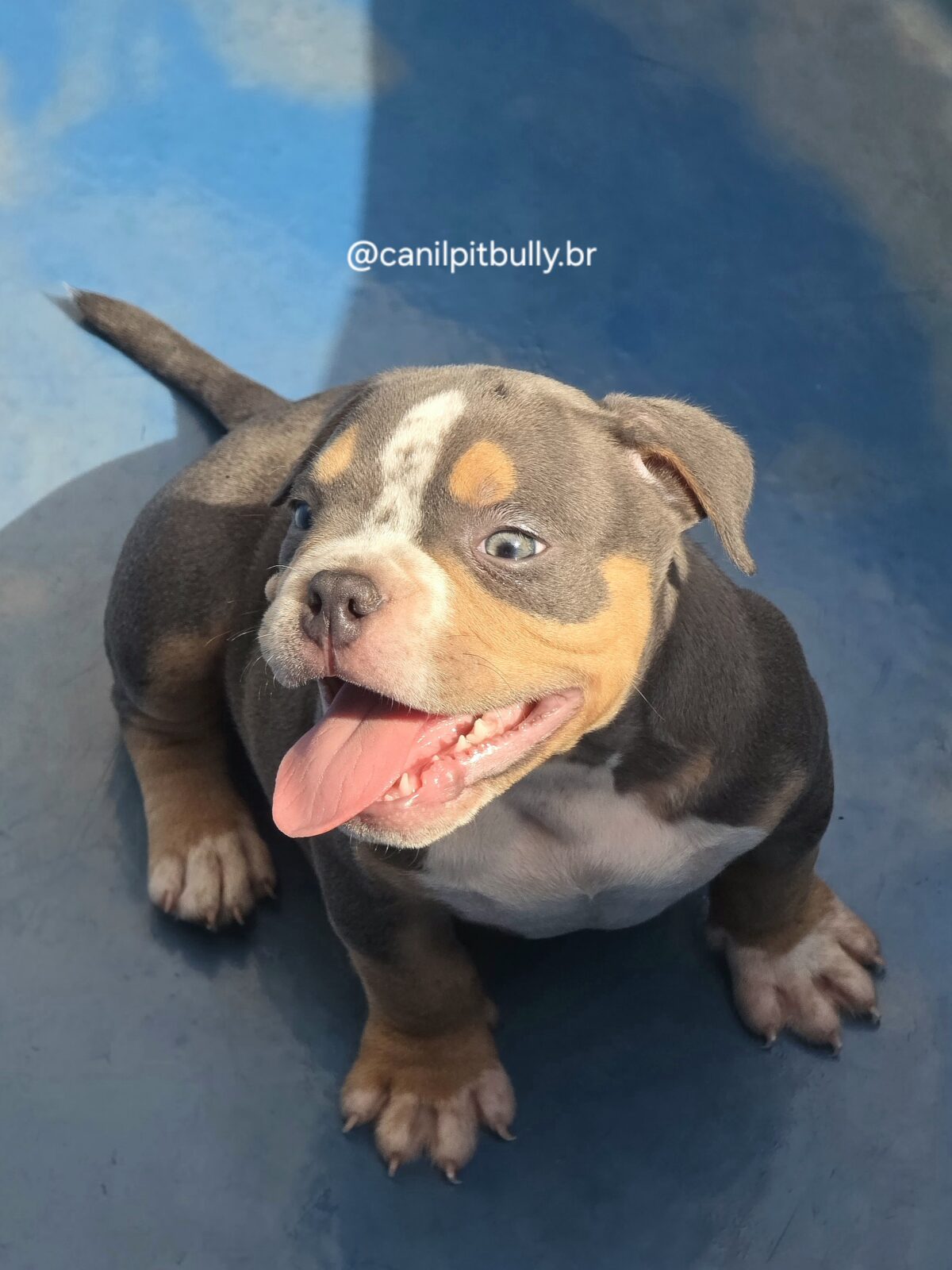 American Bully Macho Tri-blue