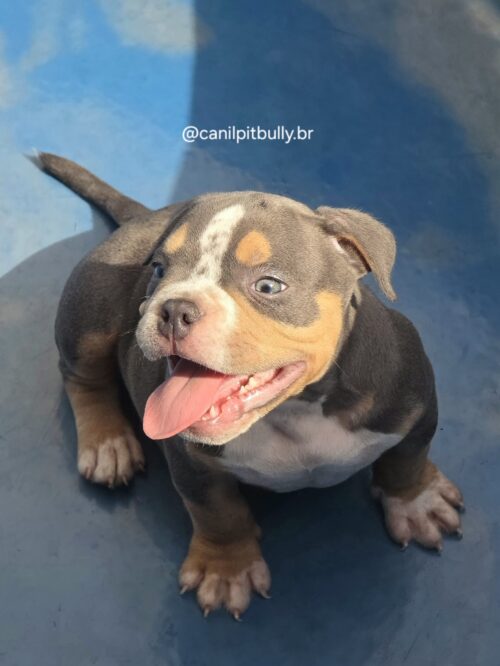 American Bully Macho Tri-blue