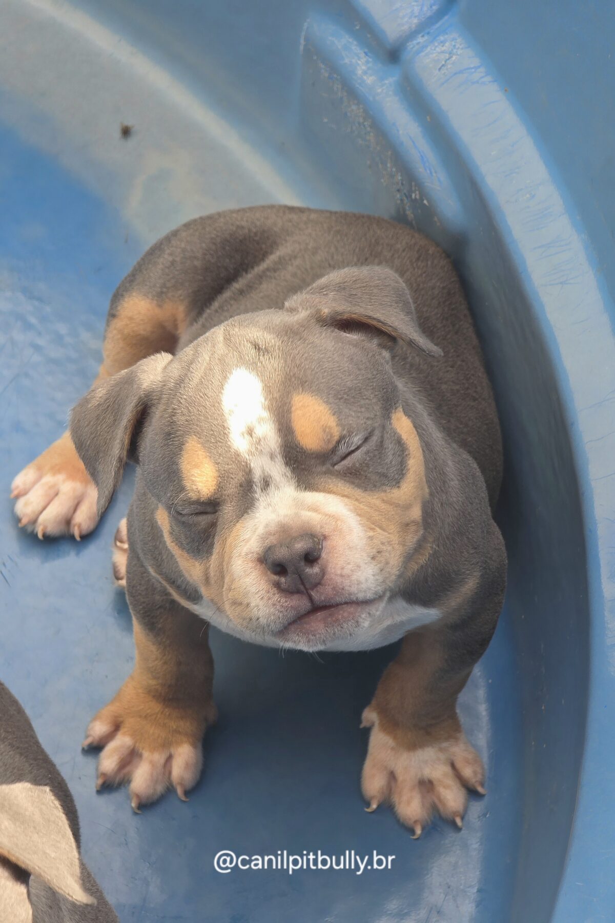 American Bully Macho Tri-blue